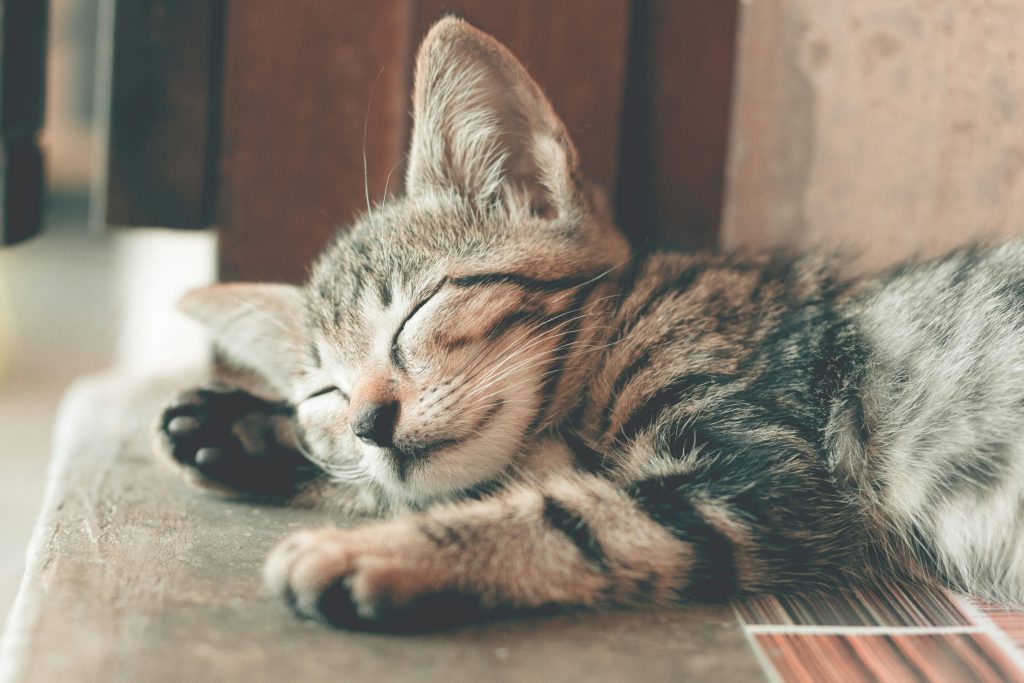 Close-up of a cute tabby kitten sleeping with soft fur indoors, capturing a serene and restful moment.